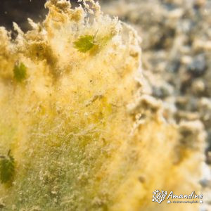 Mollusques » Gastéropode » Limaces de mer (opisthobranche) » Sacoglosse » Costasiella sp1
