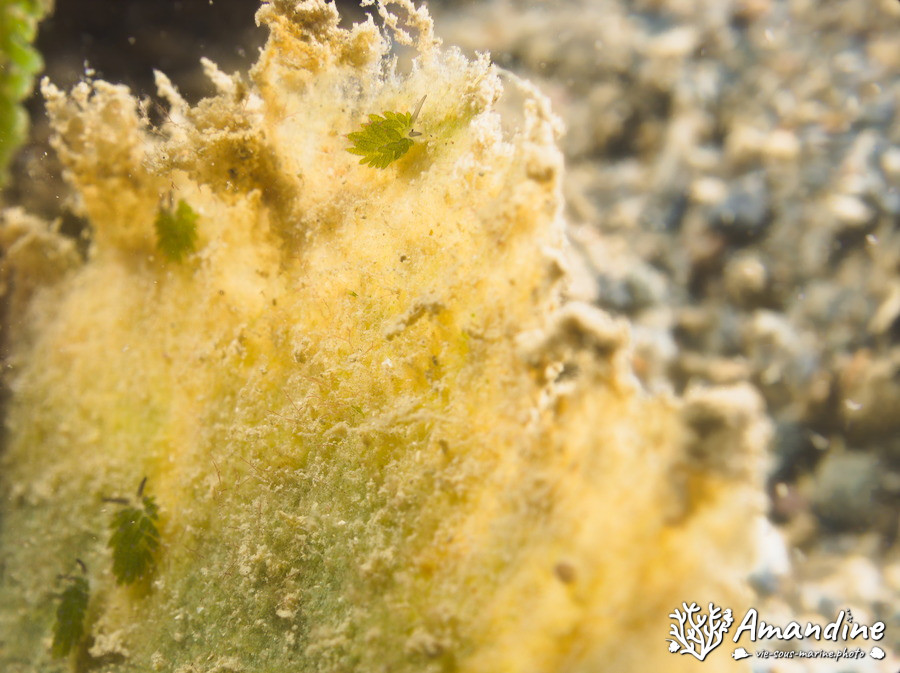 Costasiella sp1