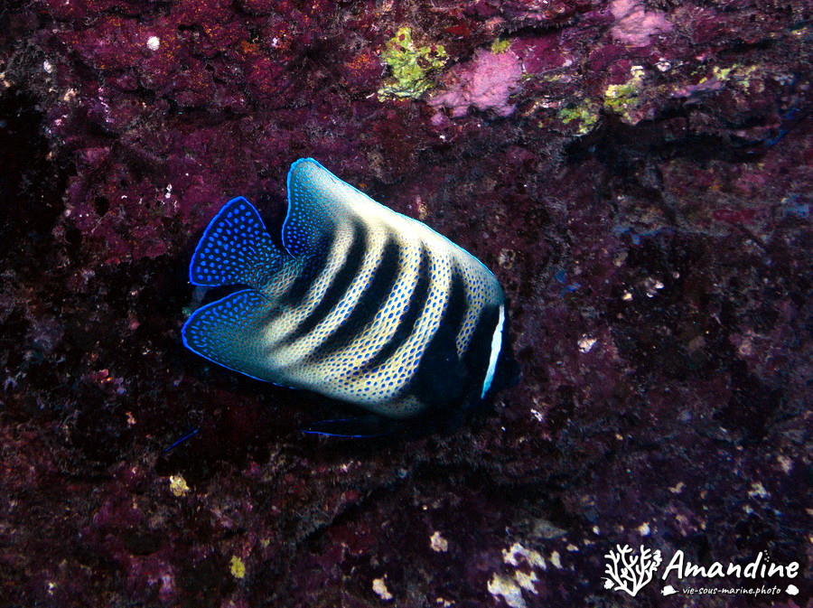 Pomacanthus sexstriatus