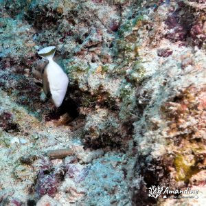 Poissons osseux » Baliste » Sufflamen chrysopterum