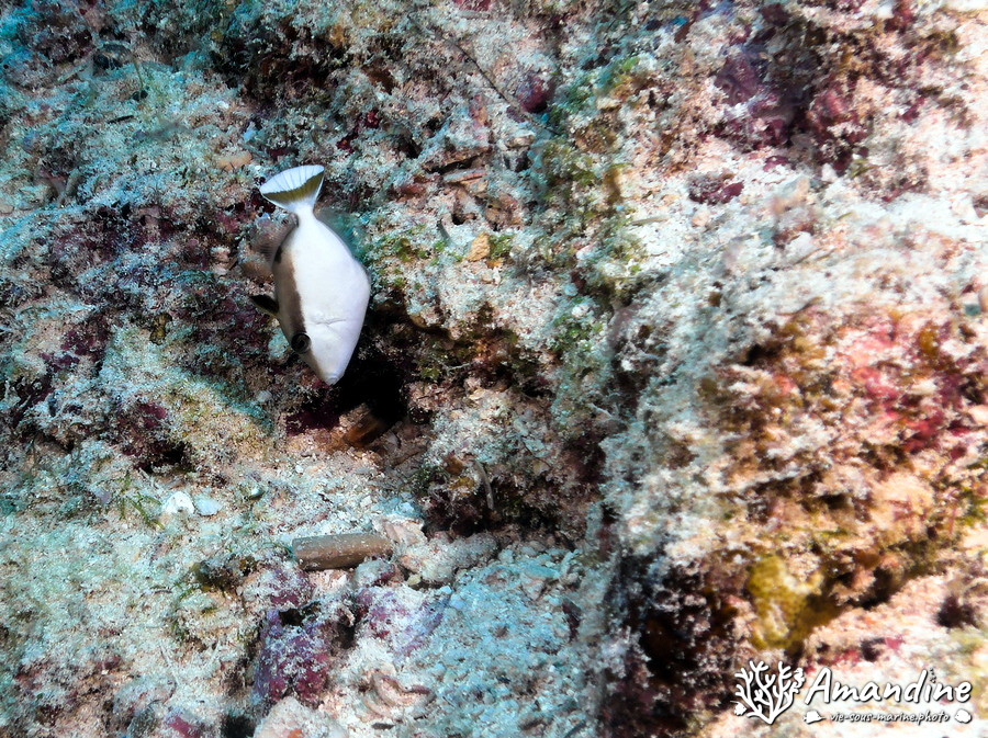 Sufflamen chrysopterum