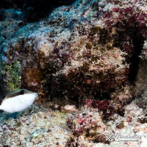 Poissons osseux » Baliste » Sufflamen chrysopterum