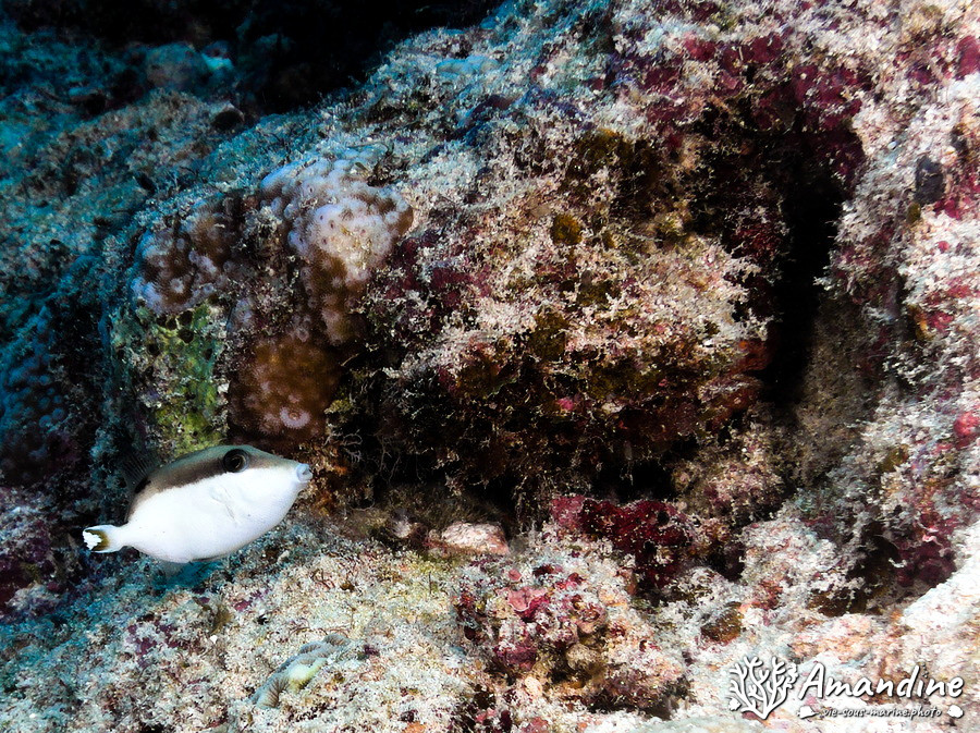 Sufflamen chrysopterum