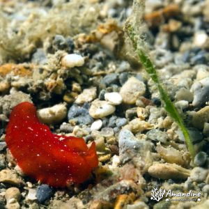 Ver plat (plathelminthe) - Nouvelle-Calédonie, Nouméa, Rocher à la voile