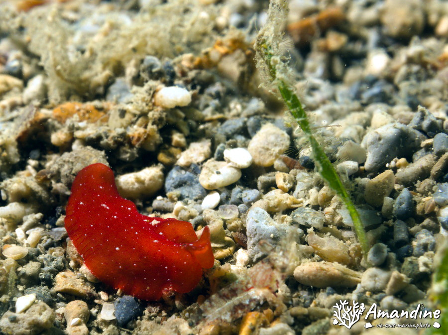 Ver plat (plathelminthe)