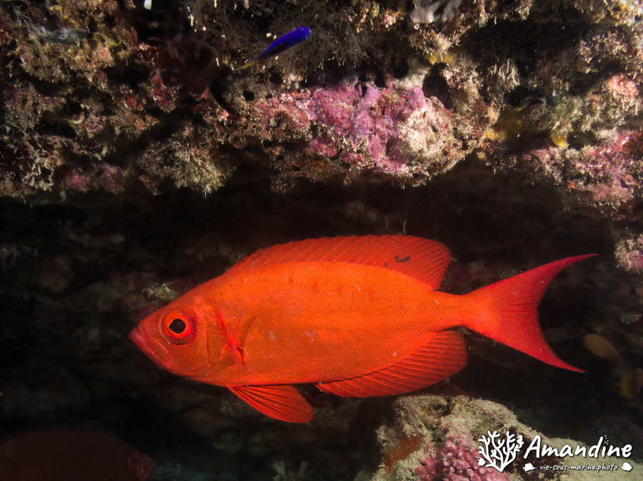 Priacanthus hamrur