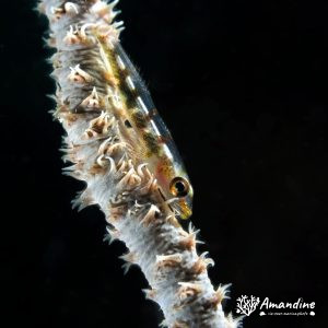 Bryaninops yongei - Nouvelle-Calédonie, Nouméa, Ouémo