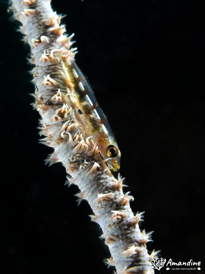 Bryaninops yongei
