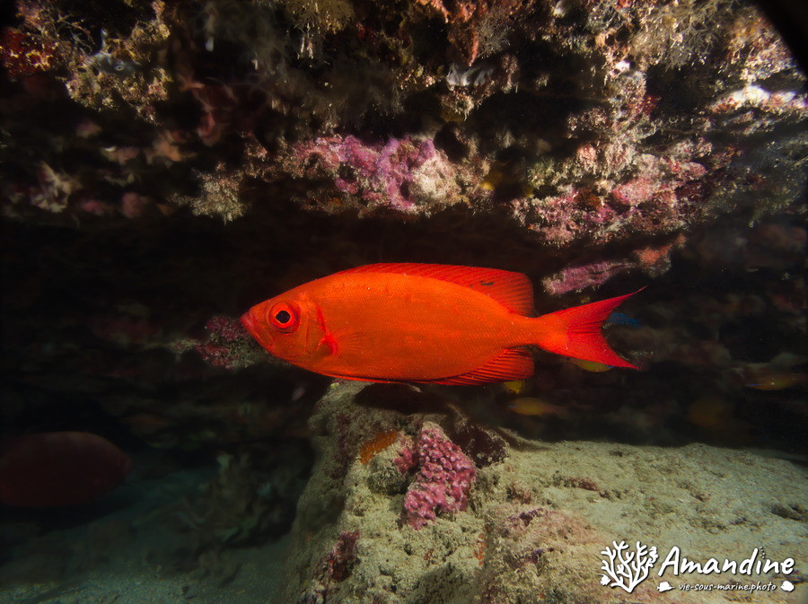 Priacanthus hamrur
