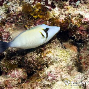 Poissons osseux » Baliste » Sufflamen bursa