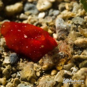 Ver plat (plathelminthe) - Nouvelle-Calédonie, Nouméa, Rocher à la voile