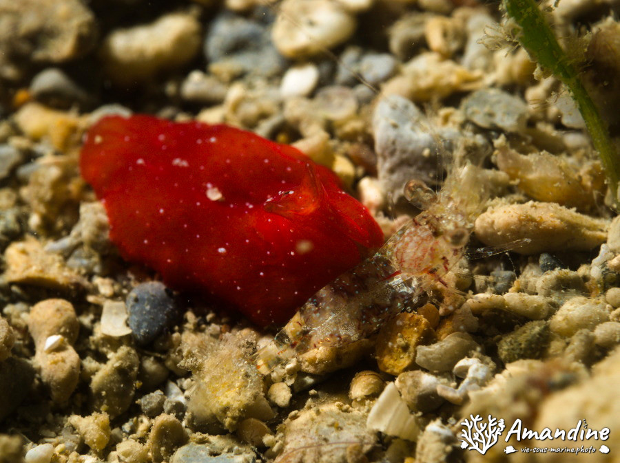 Ver plat (plathelminthe)