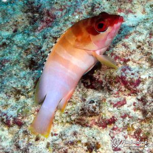 Poissons osseux » Loche » Epinephelus fasciatus
