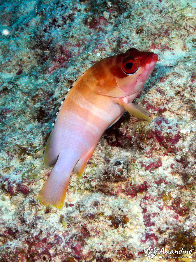 Epinephelus fasciatus