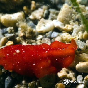 Ver plat (plathelminthe) - Nouvelle-Calédonie, Nouméa, Rocher à la voile