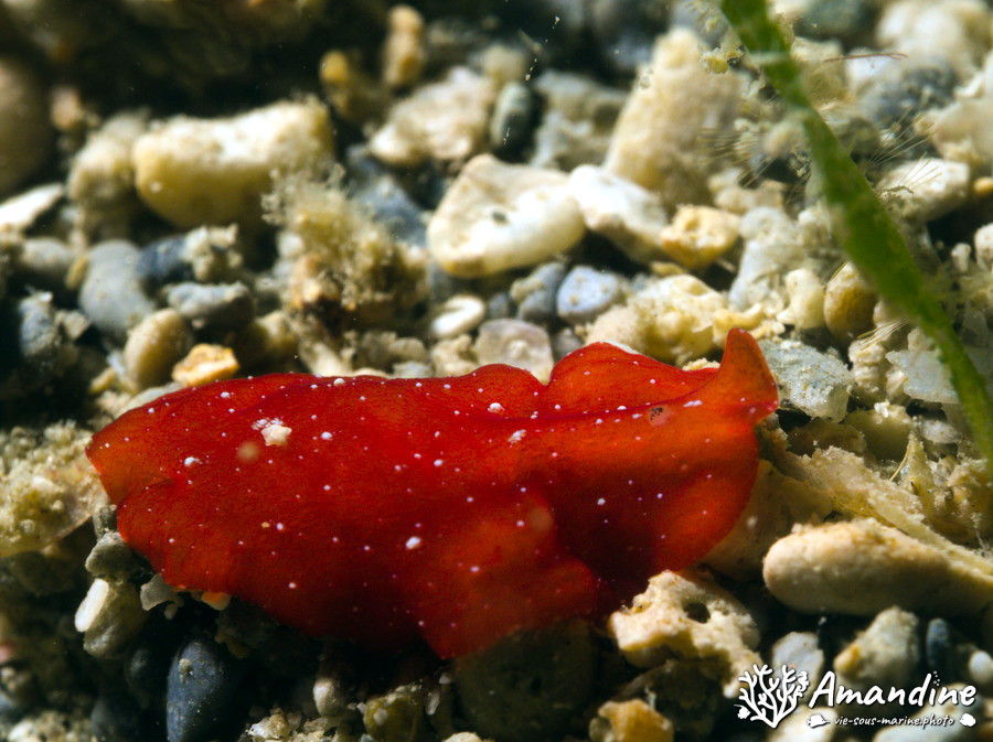 Ver plat (plathelminthe)