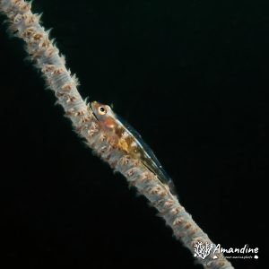 Bryaninops yongei - Nouvelle-Calédonie, Nouméa, Ouémo