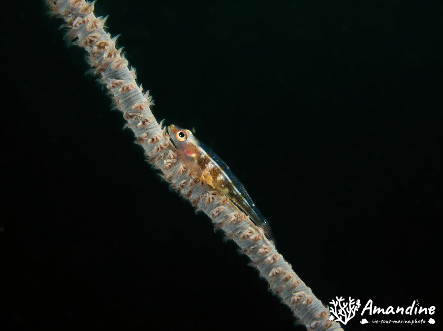 Bryaninops yongei