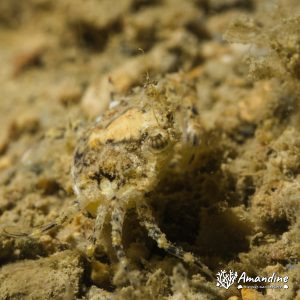 Crabe - Nouvelle-Calédonie, Nouméa, Rocher à la voile