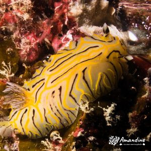 Nudibranche - Nouvelle-Calédonie, Nouméa, Tépava