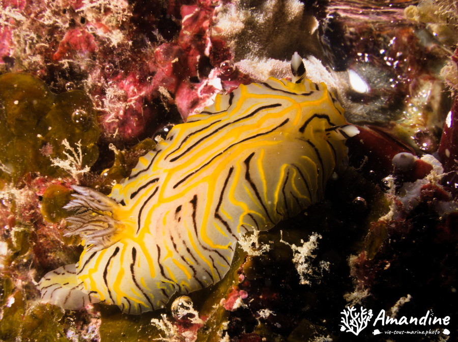 Nudibranche