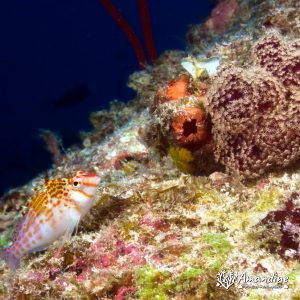 Poissons osseux » Poisson-épervier » Cirrhitichthys falco
