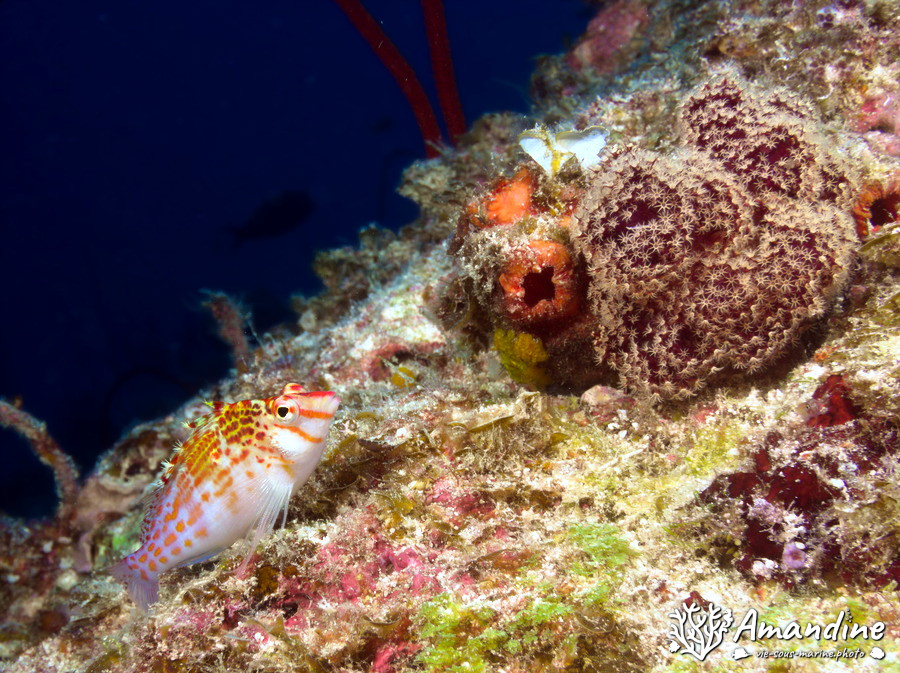 Cirrhitichthys falco
