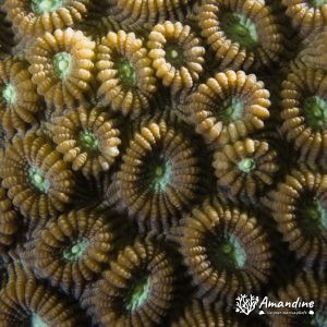 Corail dur (scleractiniaire) - Nouvelle-Calédonie, Nouméa, Ouémo