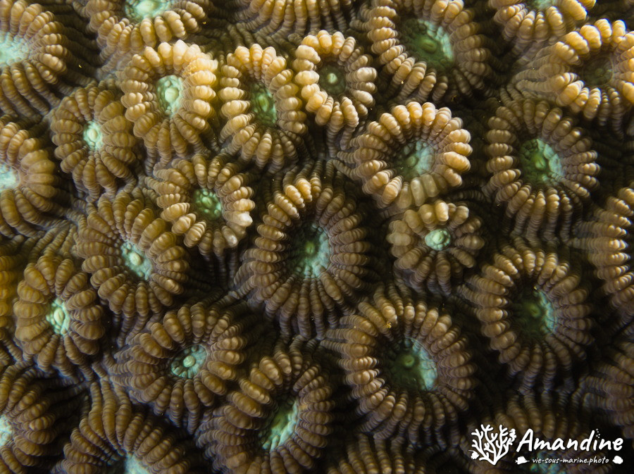Corail dur (scleractiniaire)