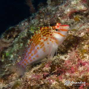 Poissons osseux » Poisson-épervier » Cirrhitichthys falco