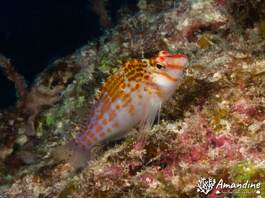 Cirrhitichthys falco