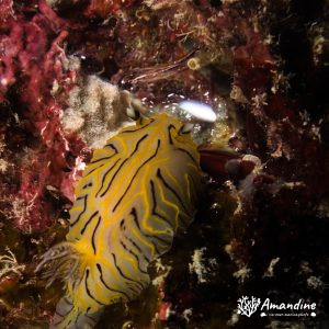 Nudibranche - Nouvelle-Calédonie, Nouméa, Tépava