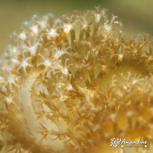 Nouvelle-Calédonie, Nouméa, Rocher à la voile
