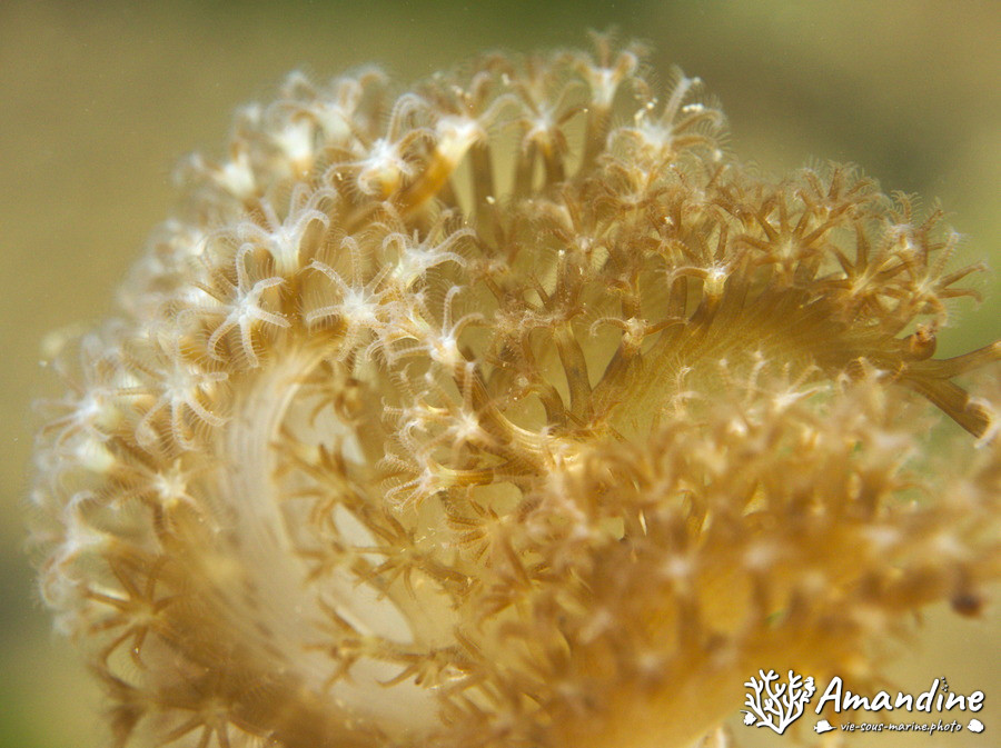 Plume de mer (pennatule)