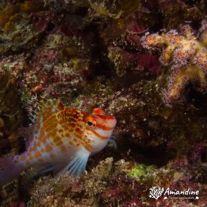 Poissons osseux » Poisson-épervier » Cirrhitichthys falco