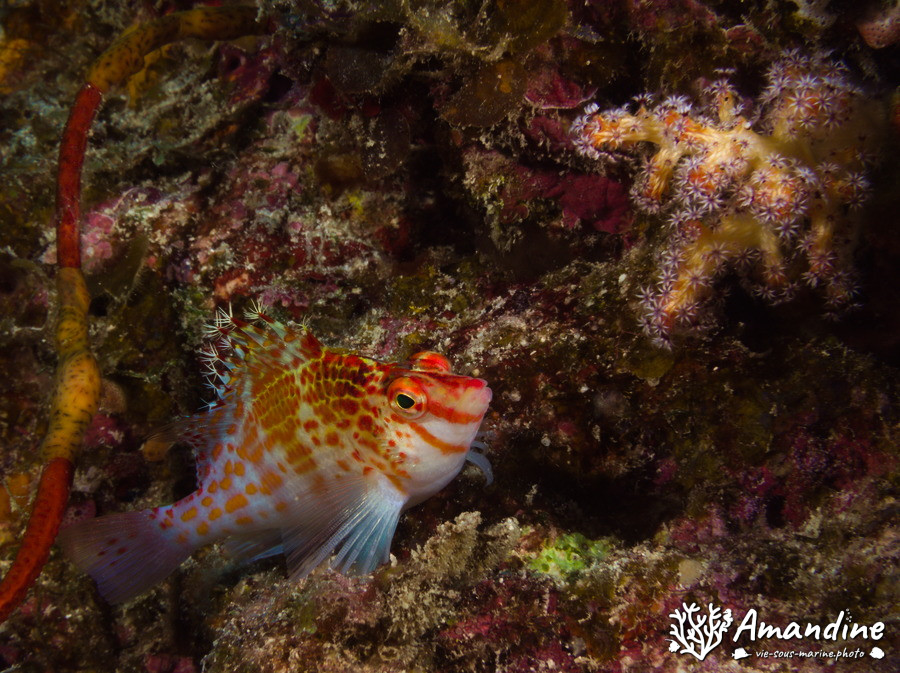 Cirrhitichthys falco