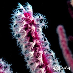 Cnidaires » Gorgone