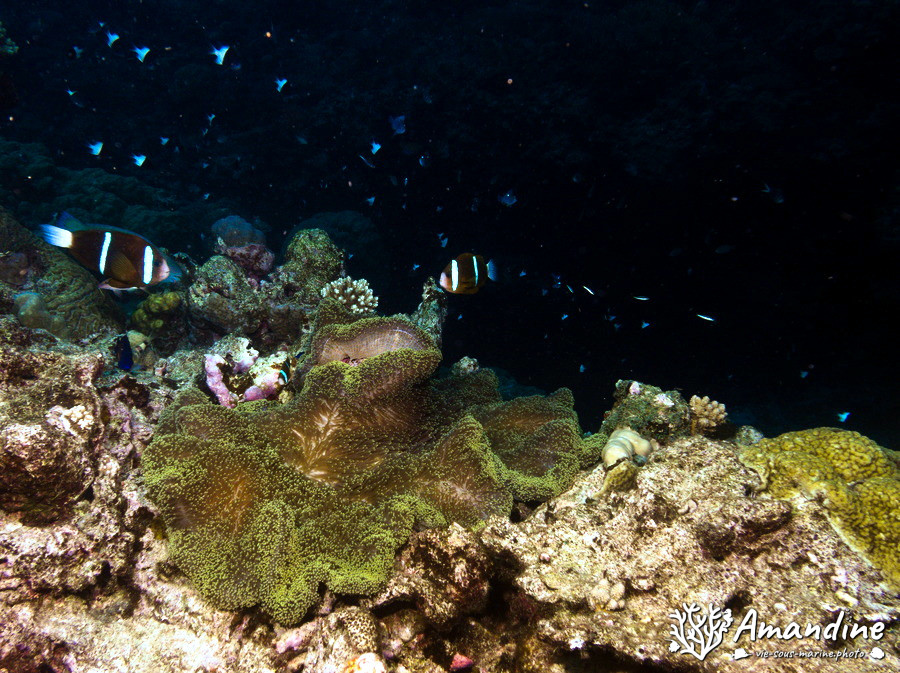 Amphiprion melanopus