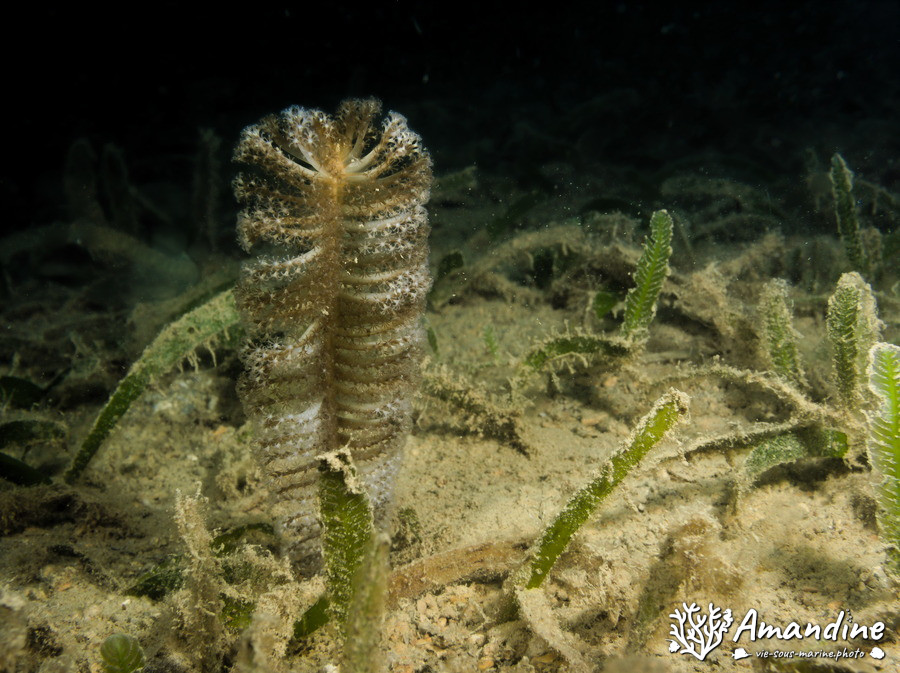 Plume de mer (pennatule)