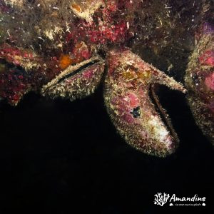 Mollusques » Bivalve