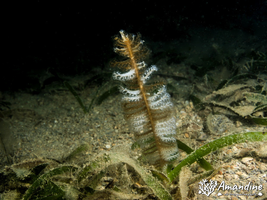 Plume de mer (pennatule)