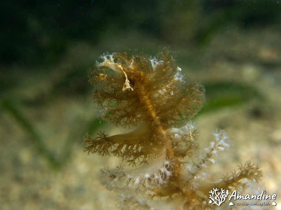 Plume de mer (pennatule)