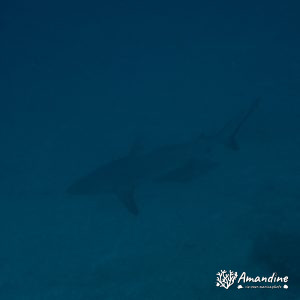 Carcharhinus amblyrhynchos