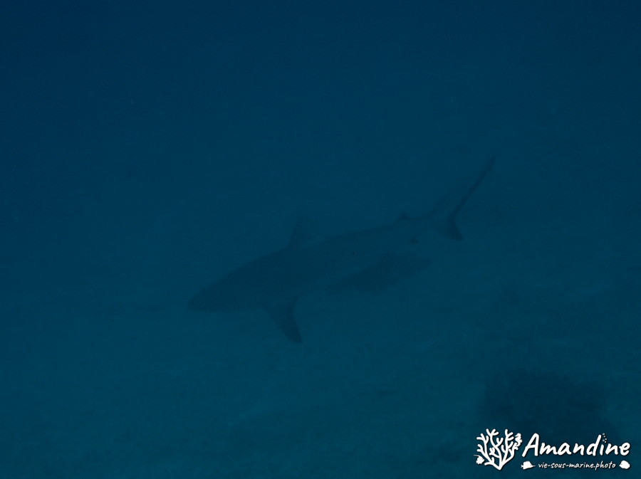 Carcharhinus amblyrhynchos