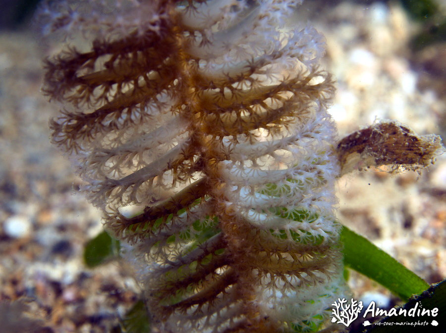 Plume de mer (pennatule)