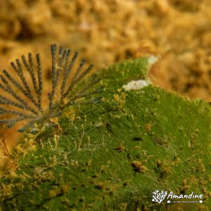 Idmidronea sp. - Nouvelle-Calédonie, Nouméa, Ouémo