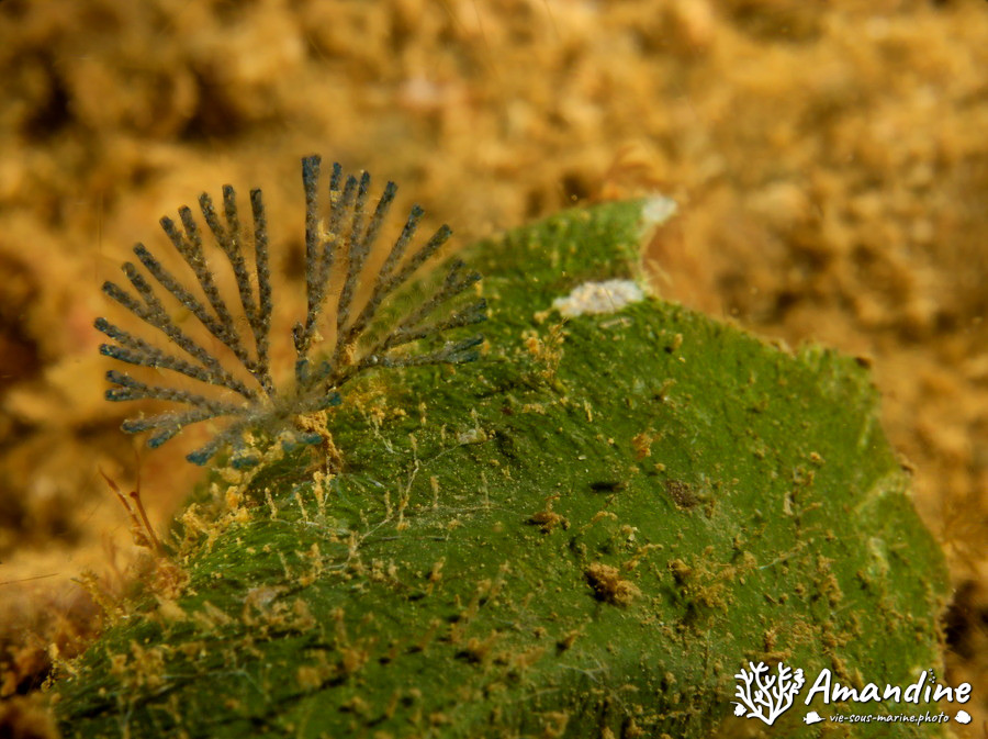 Idmidronea sp.