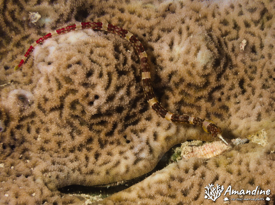 Corythoichthys amplexus