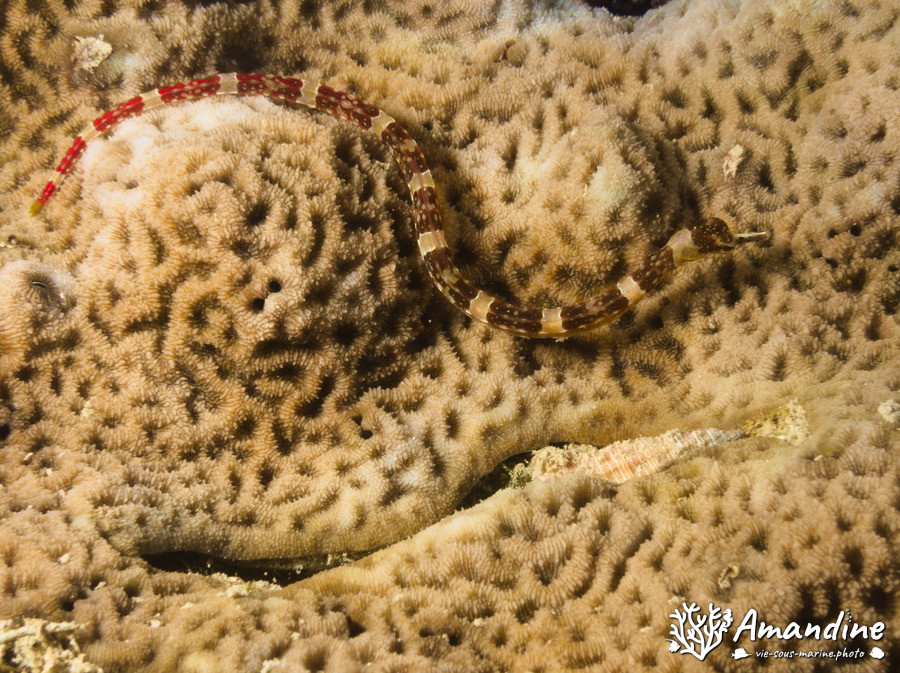 Corythoichthys amplexus