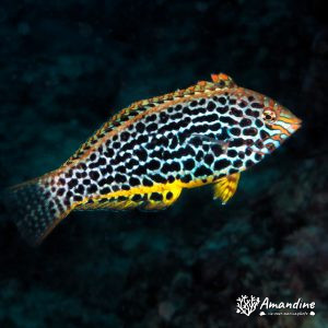 Poissons osseux » Labre » Macropharyngodon meleagris